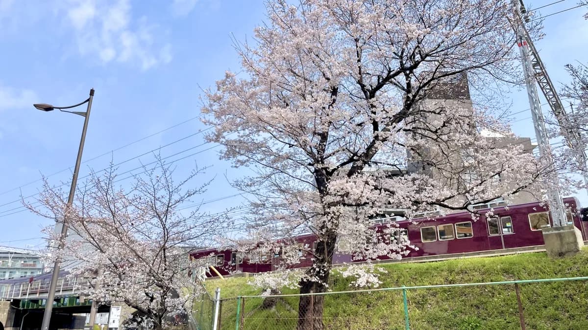 阪急京都線沿線に咲く桜