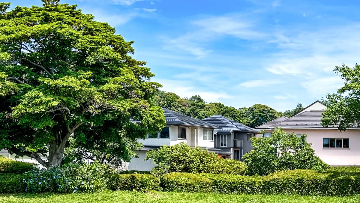 公園の大きな木と奥に見える一戸建ての家々